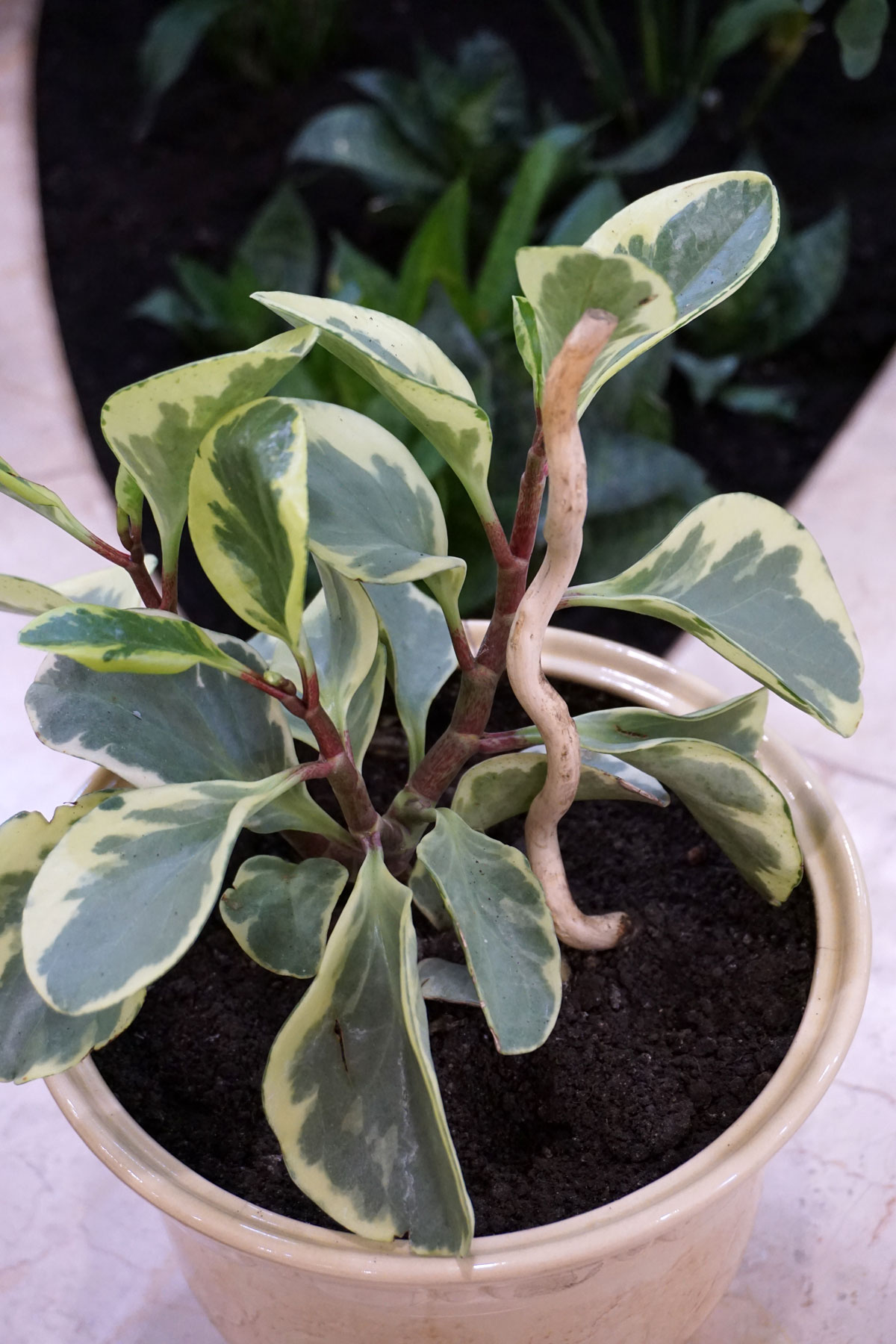 Пеперомия туполистная Вариегатная (Peperomia obtusifolia Variegata)