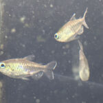 Тетра конго (Phenacogrammus interruptus)