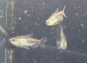 Тетра конго (Phenacogrammus interruptus)