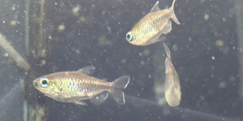 Тетра конго (Phenacogrammus interruptus)