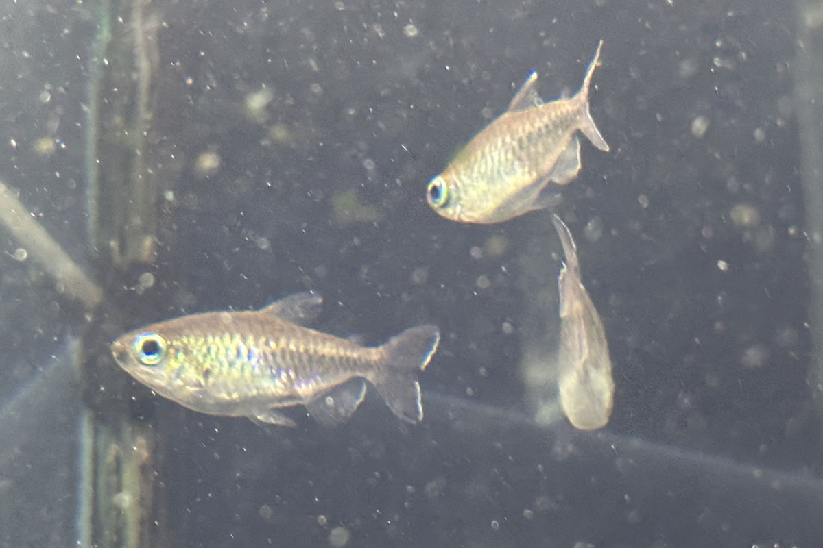 Тетра конго (Phenacogrammus interruptus)
