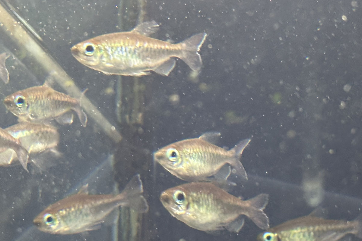 Тетра конго (Phenacogrammus interruptus)