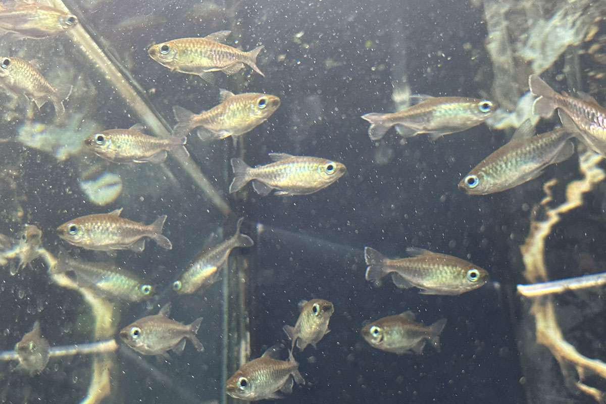 Тетра конго (Phenacogrammus interruptus)