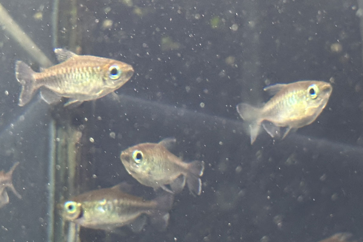 Тетра конго (Phenacogrammus interruptus)