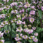 Зопник клубненосный (лат. Phlomoides tuberosa)
