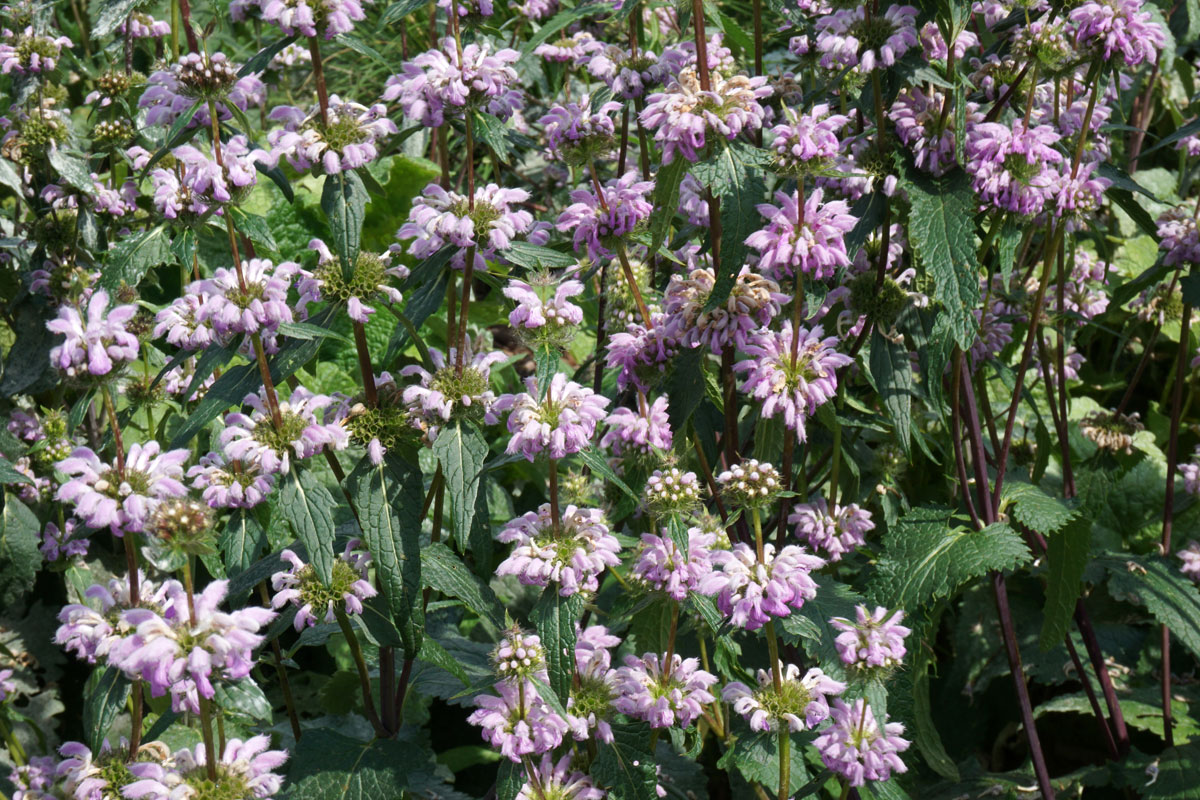Зопник клубненосный (лат. Phlomoides tuberosa)