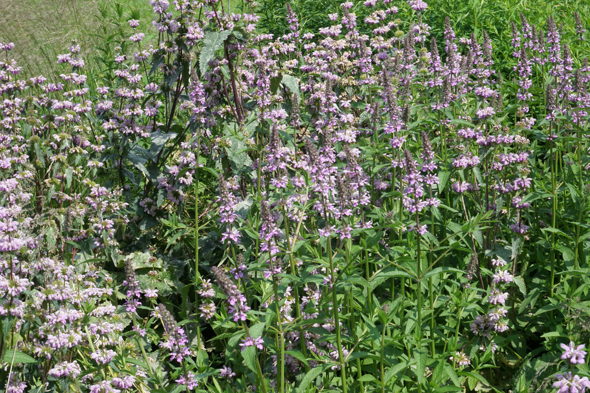 Зопник клубненосный (лат. Phlomoides tuberosa)