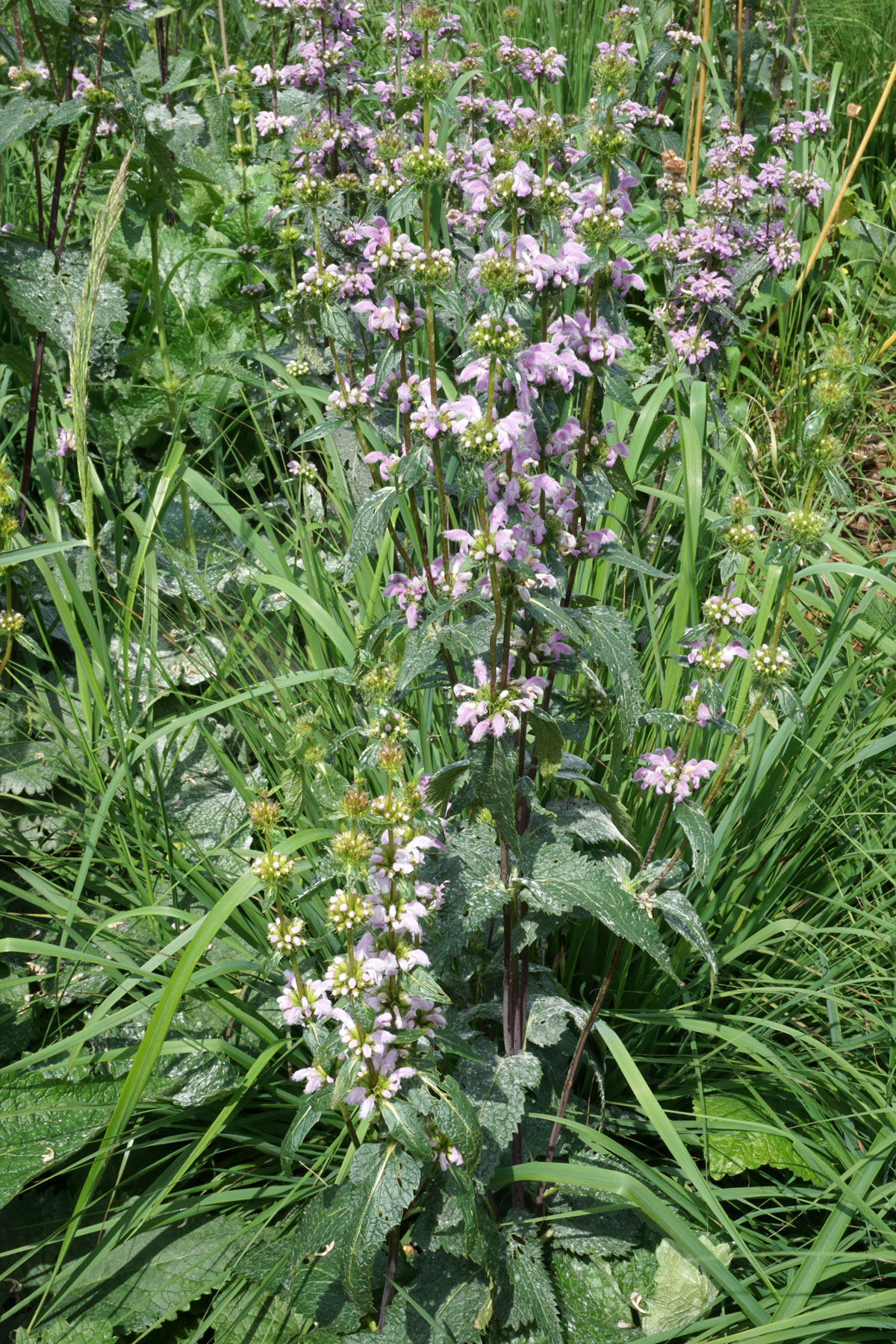 Зопник клубненосный (лат. Phlomoides tuberosa)