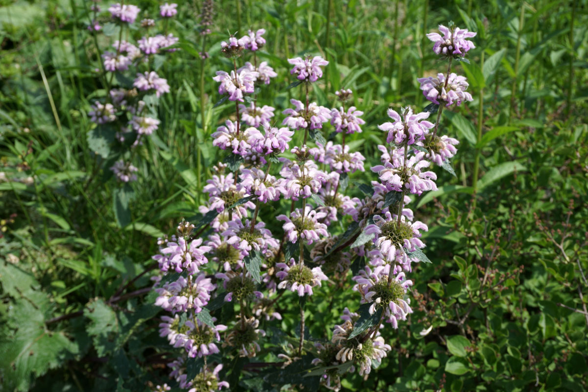 Зопник клубненосный (лат. Phlomoides tuberosa)