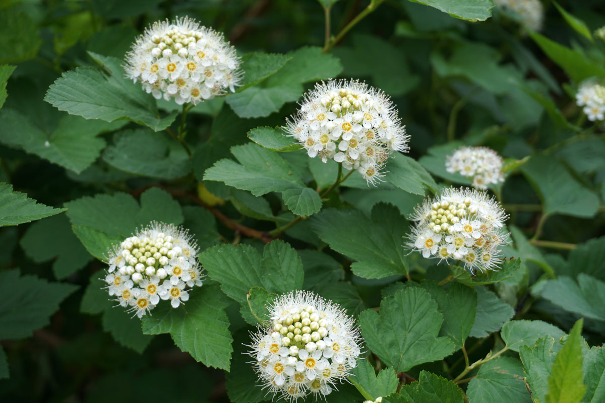 Пузыреплодник калинолистный (лат. Physocarpus opulifolius)