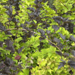 Пузыреплодник калинолистный (лат. Physocarpus opulifolius)