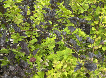 Пузыреплодник калинолистный (лат. Physocarpus opulifolius)
