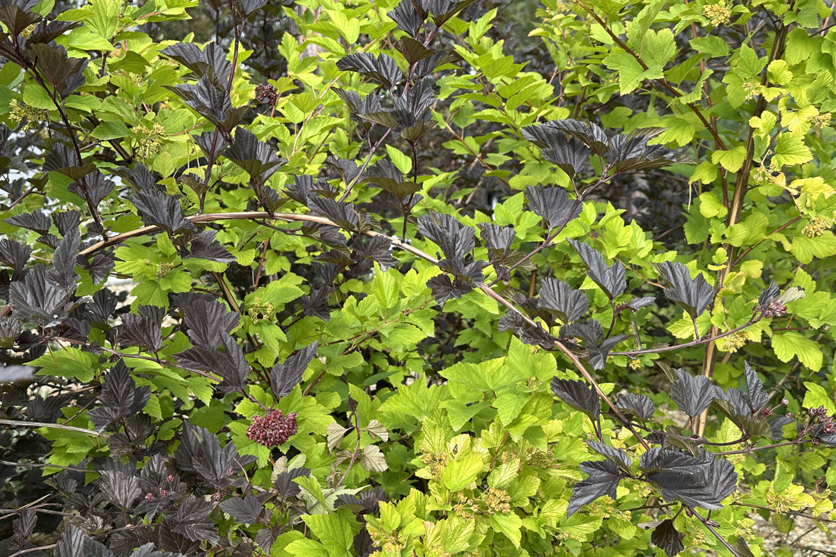 Пузыреплодник калинолистный (лат. Physocarpus opulifolius)