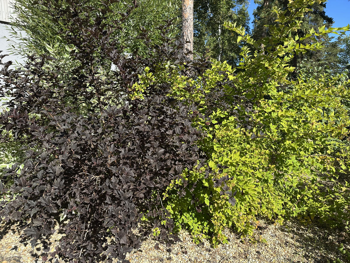 Пузыреплодник калинолистный (лат. Physocarpus opulifolius)