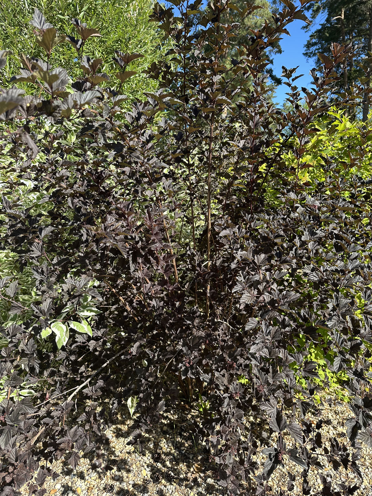 Пузыреплодник калинолистный (лат. Physocarpus opulifolius)