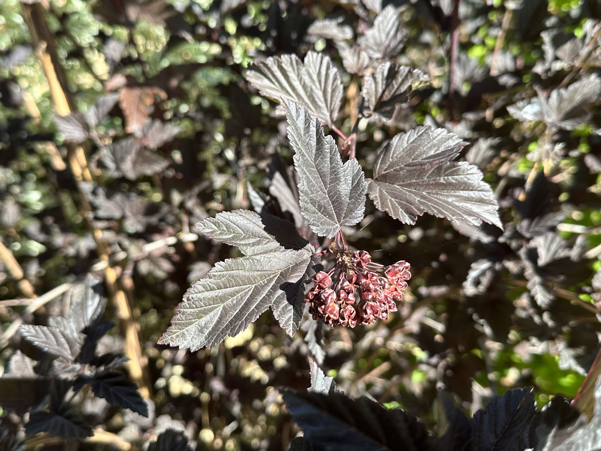 Пузыреплодник калинолистный (лат. Physocarpus opulifolius)