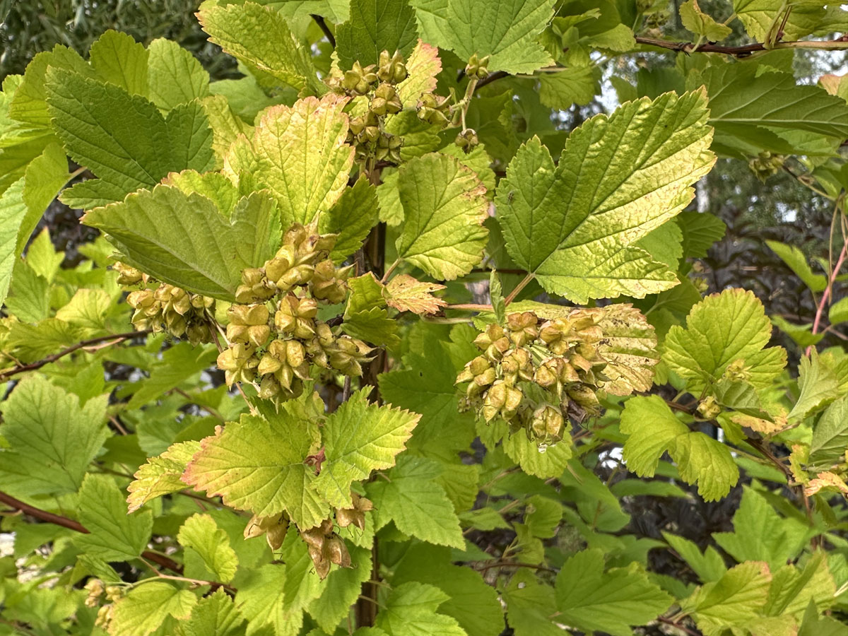 Пузыреплодник калинолистный (лат. Physocarpus opulifolius)