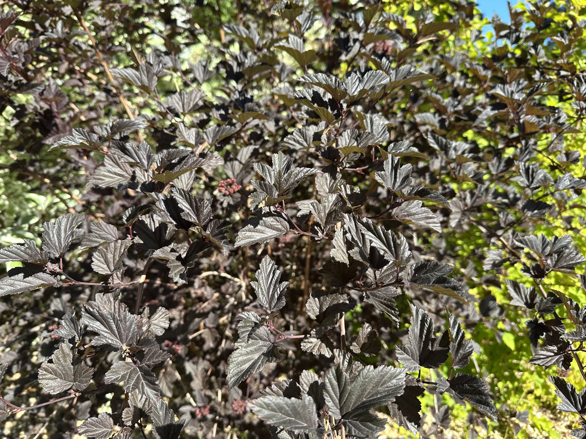 Пузыреплодник калинолистный (лат. Physocarpus opulifolius)