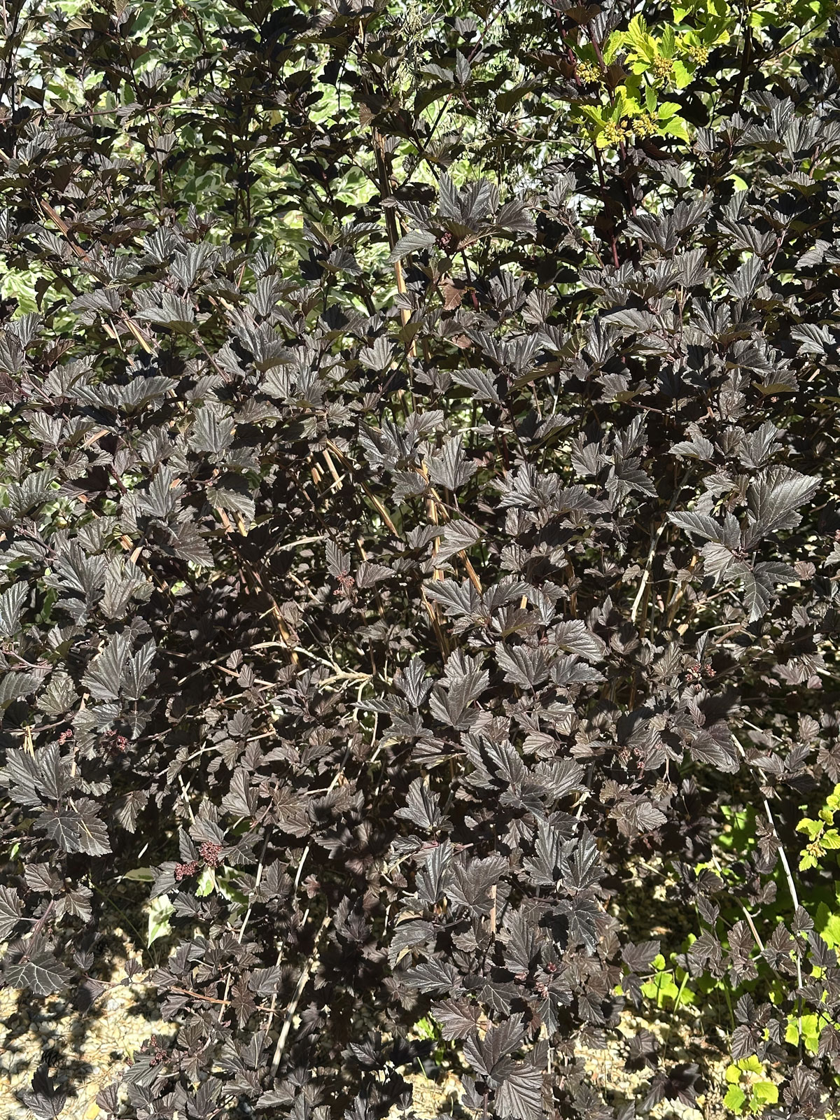 Пузыреплодник калинолистный (лат. Physocarpus opulifolius)