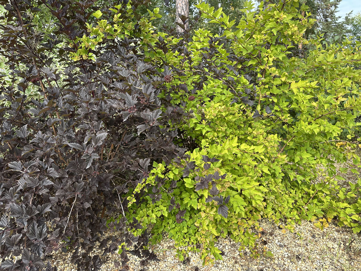 Пузыреплодник калинолистный (лат. Physocarpus opulifolius)