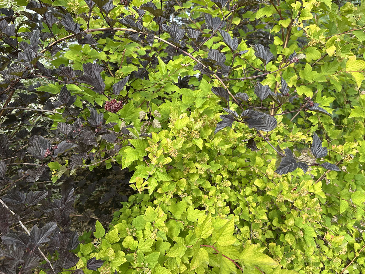 Пузыреплодник калинолистный (лат. Physocarpus opulifolius)