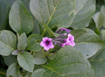 Пузырница физалисовая (лат. Physochlaina physaloides)