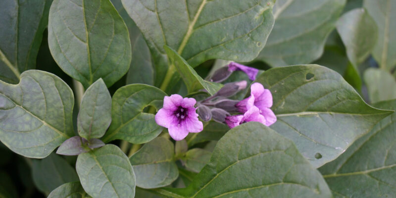 Пузырница физалисовая (лат. Physochlaina physaloides)