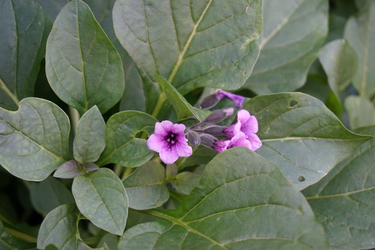 Пузырница физалисовая (лат. Physochlaina physaloides)