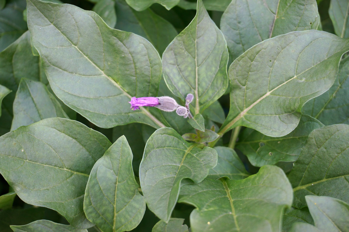 Пузырница физалисовая (лат. Physochlaina physaloides)