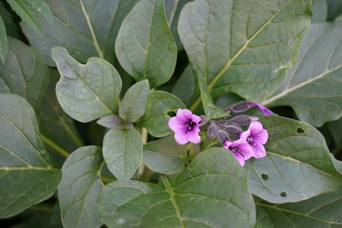 Пузырница физалисовая (лат. Physochlaina physaloides)
