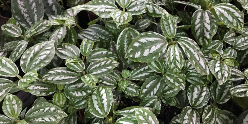 Пилея Кадье (лат. Pilea cadierei)