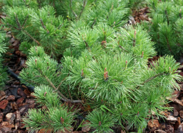 Сосна горная Мугус (лат. Pinus mugo var. Mughus)