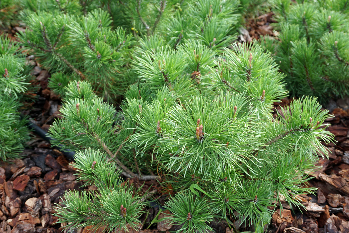 Сосна горная Мугус (лат. Pinus mugo var. Mughus)