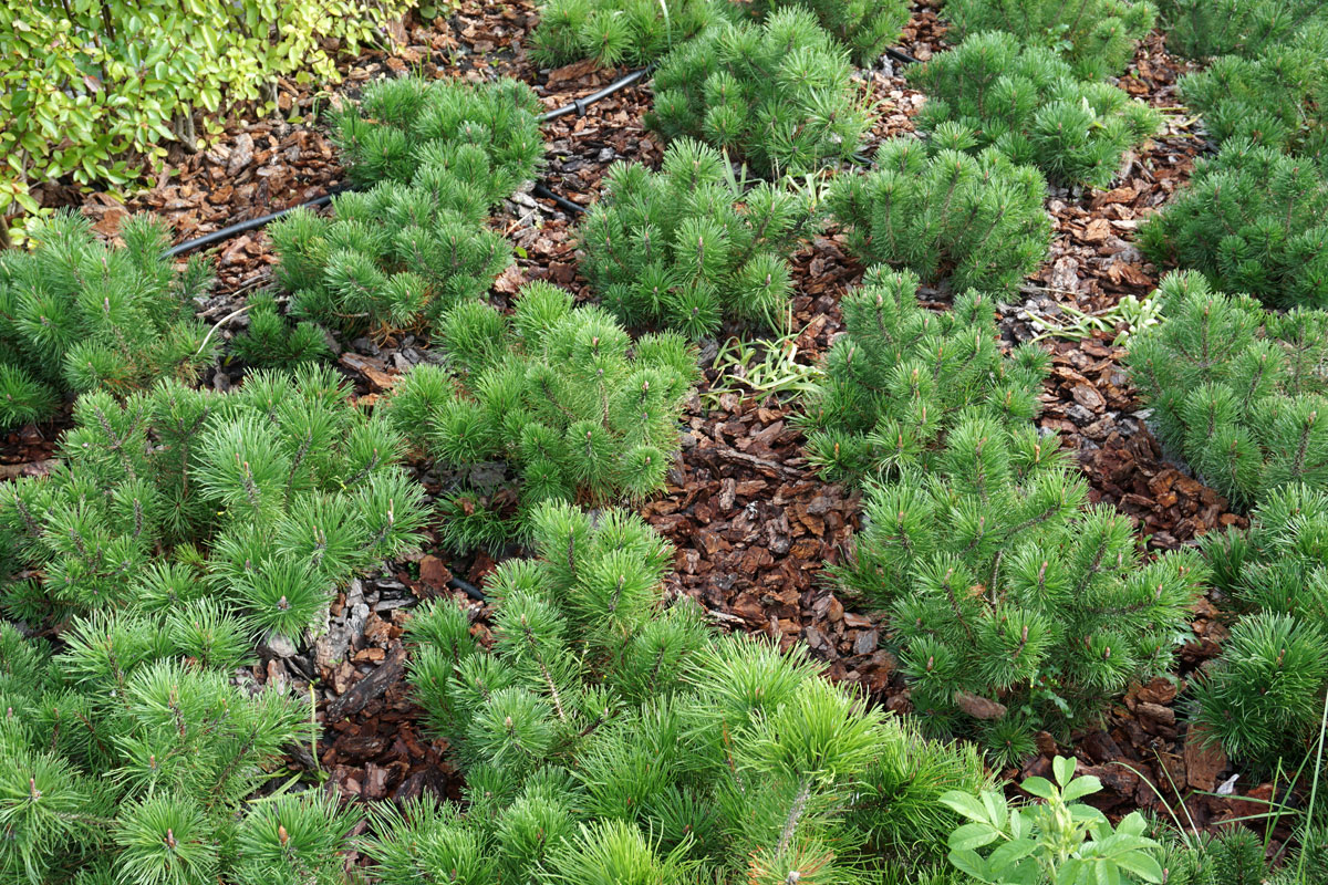 Сосна горная Мугус (лат. Pinus mugo var. Mughus)