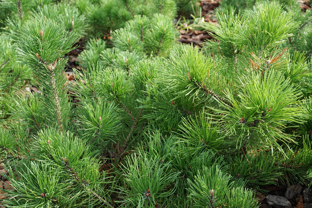 Сосна горная Мугус (лат. Pinus mugo var. Mughus)