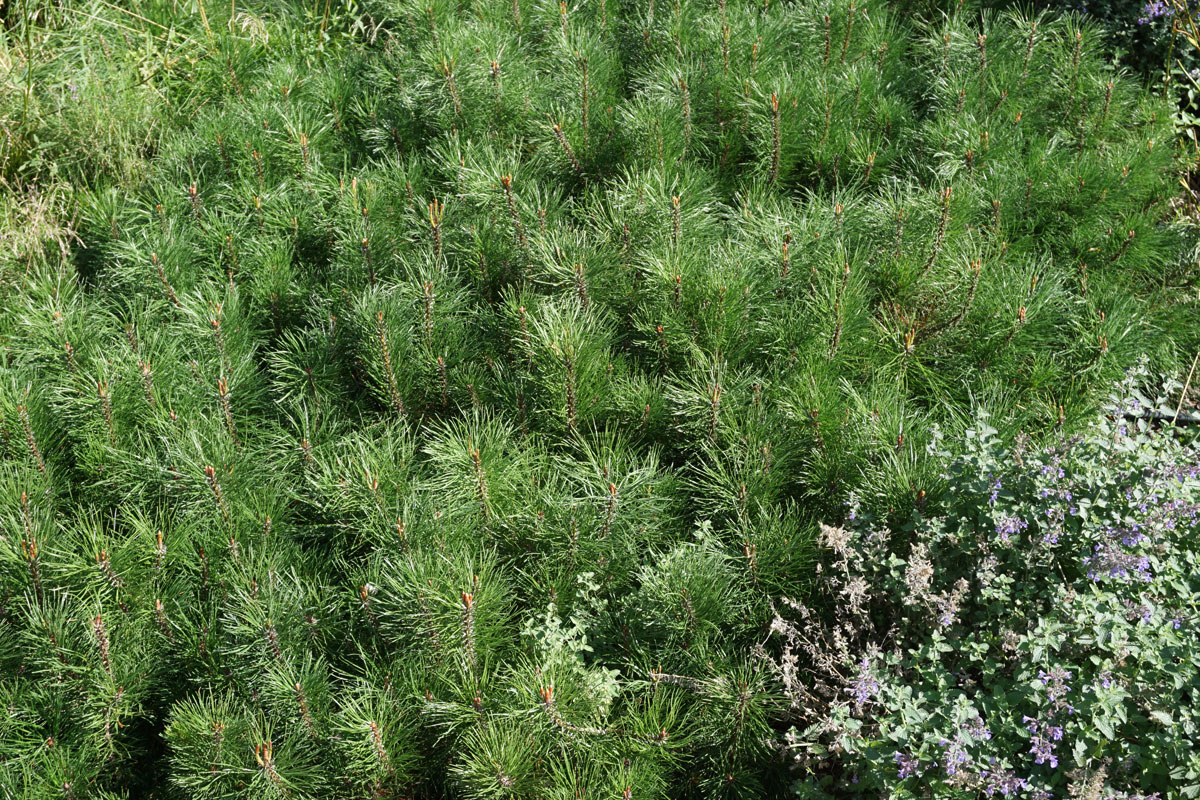 Сосна горная Мугус (лат. Pinus mugo var. Mughus)