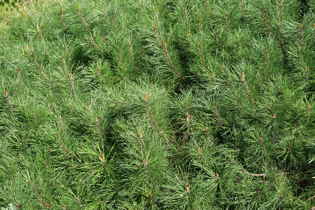 Сосна горная Мугус (лат. Pinus mugo var. Mughus)