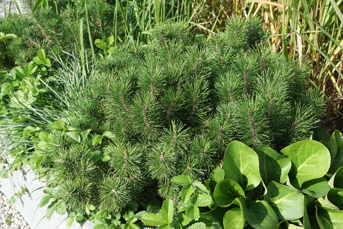 Сосна горная Мугус (лат. Pinus mugo var. Mughus)
