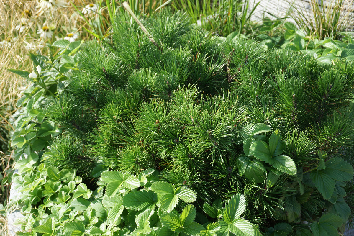 Сосна горная Мугус (лат. Pinus mugo var. Mughus)