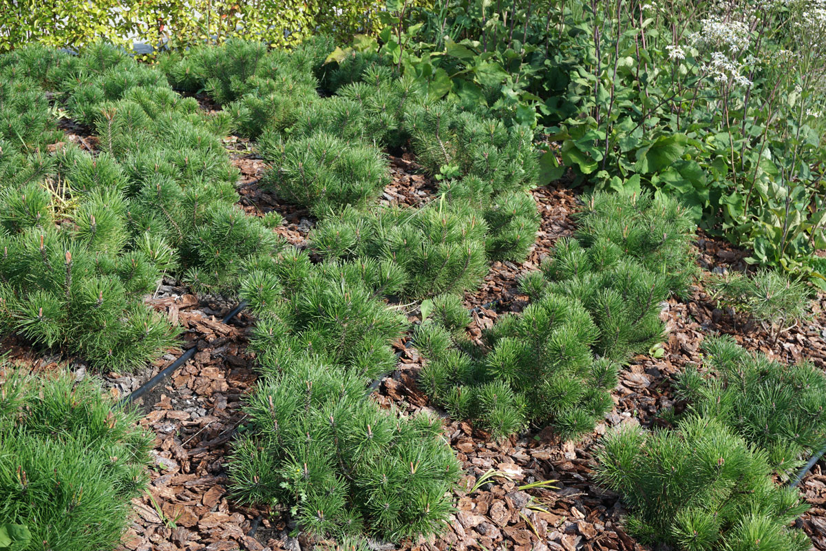 Сосна горная Мугус (лат. Pinus mugo var. Mughus)