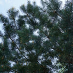 Сосна обыкновенная (лат. Pinus sylvestris)
