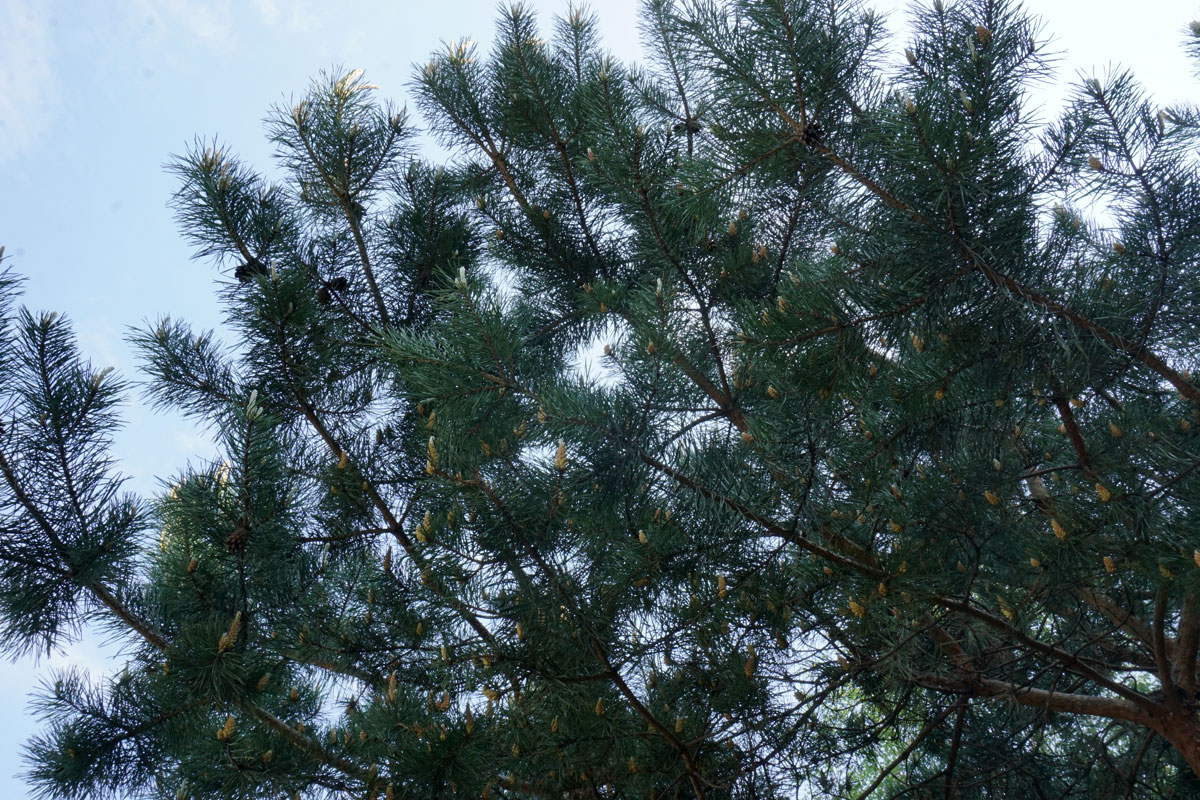 Сосна обыкновенная (лат. Pinus sylvestris)