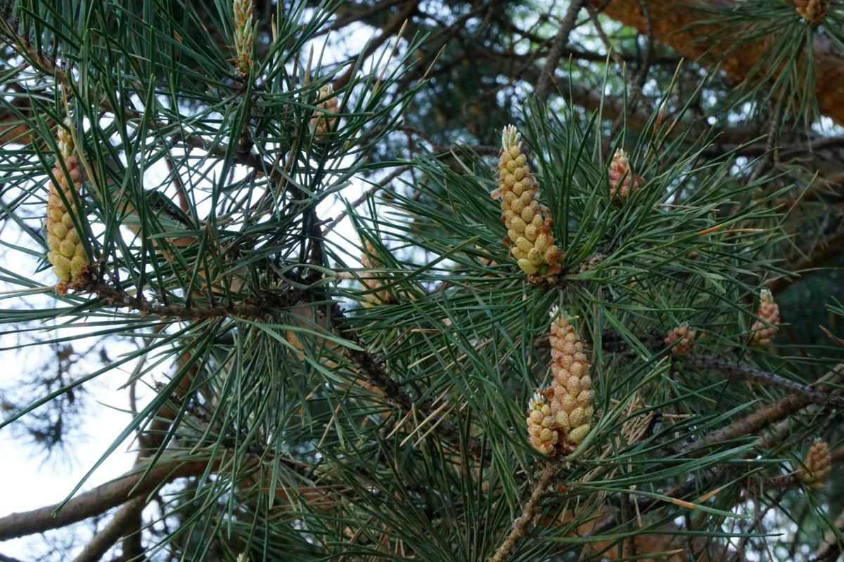 Сосна обыкновенная (лат. Pinus sylvestris)