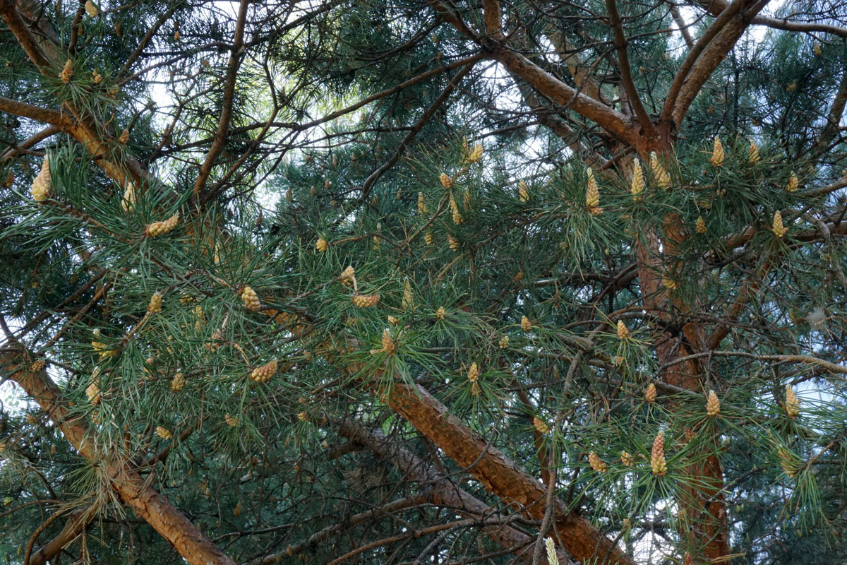Сосна обыкновенная (лат. Pinus sylvestris)