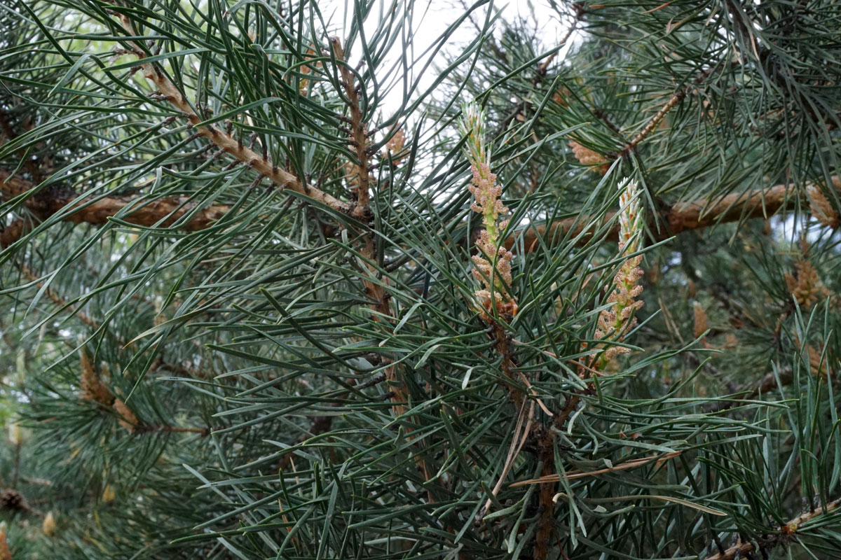 Сосна обыкновенная (лат. Pinus sylvestris)