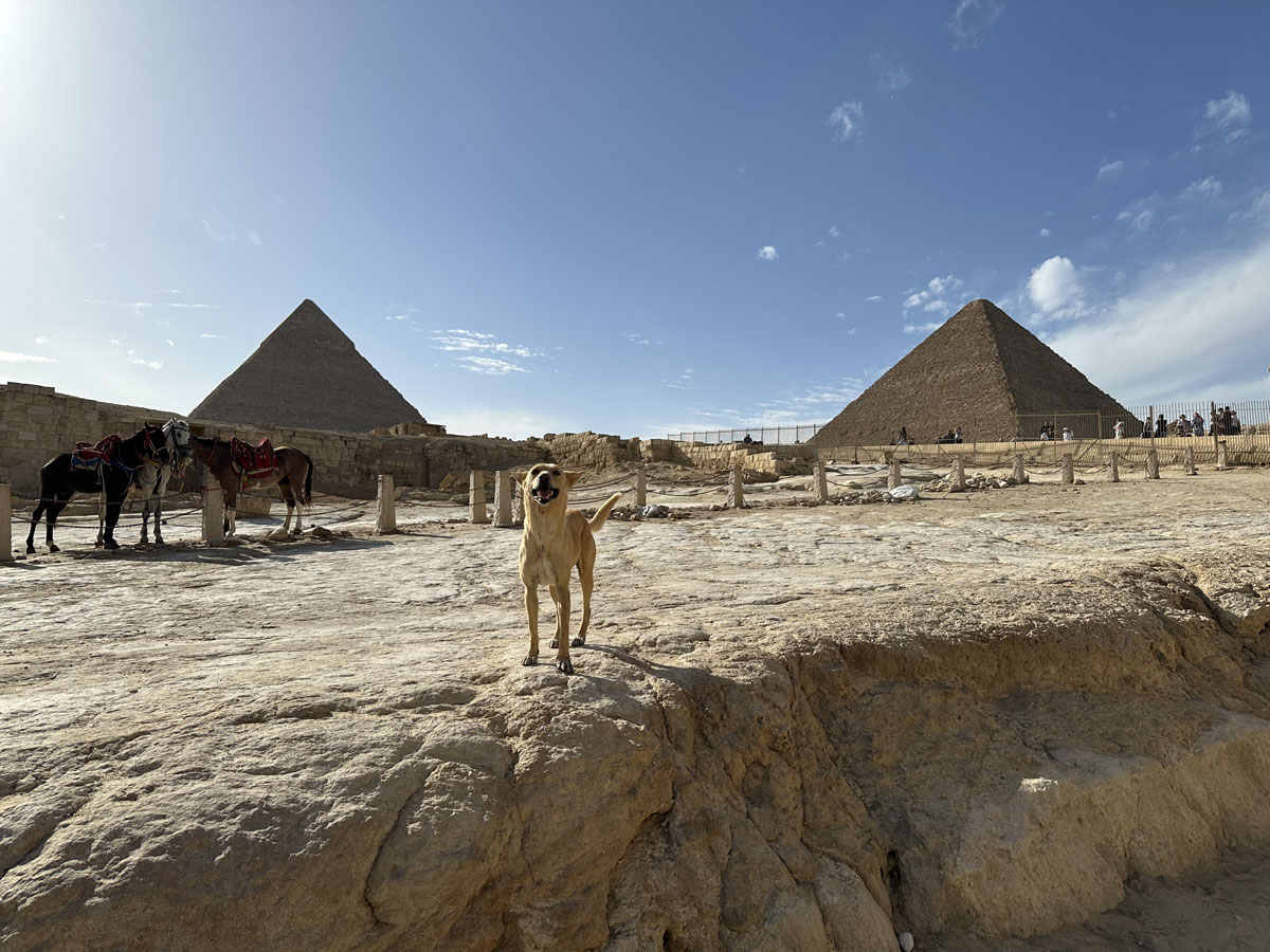Пирамиды Гизы в Египте
