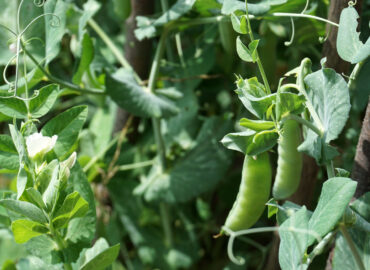 Горох посевной (лат. Pisum sativum)