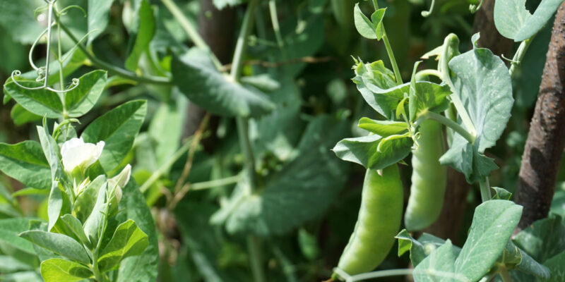 Горох посевной (лат. Pisum sativum)