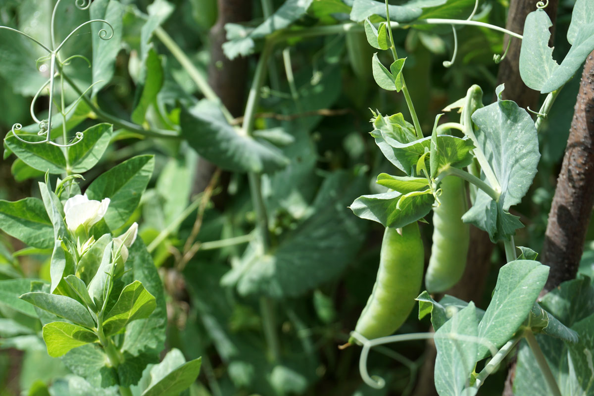 Горох посевной (лат. Pisum sativum)