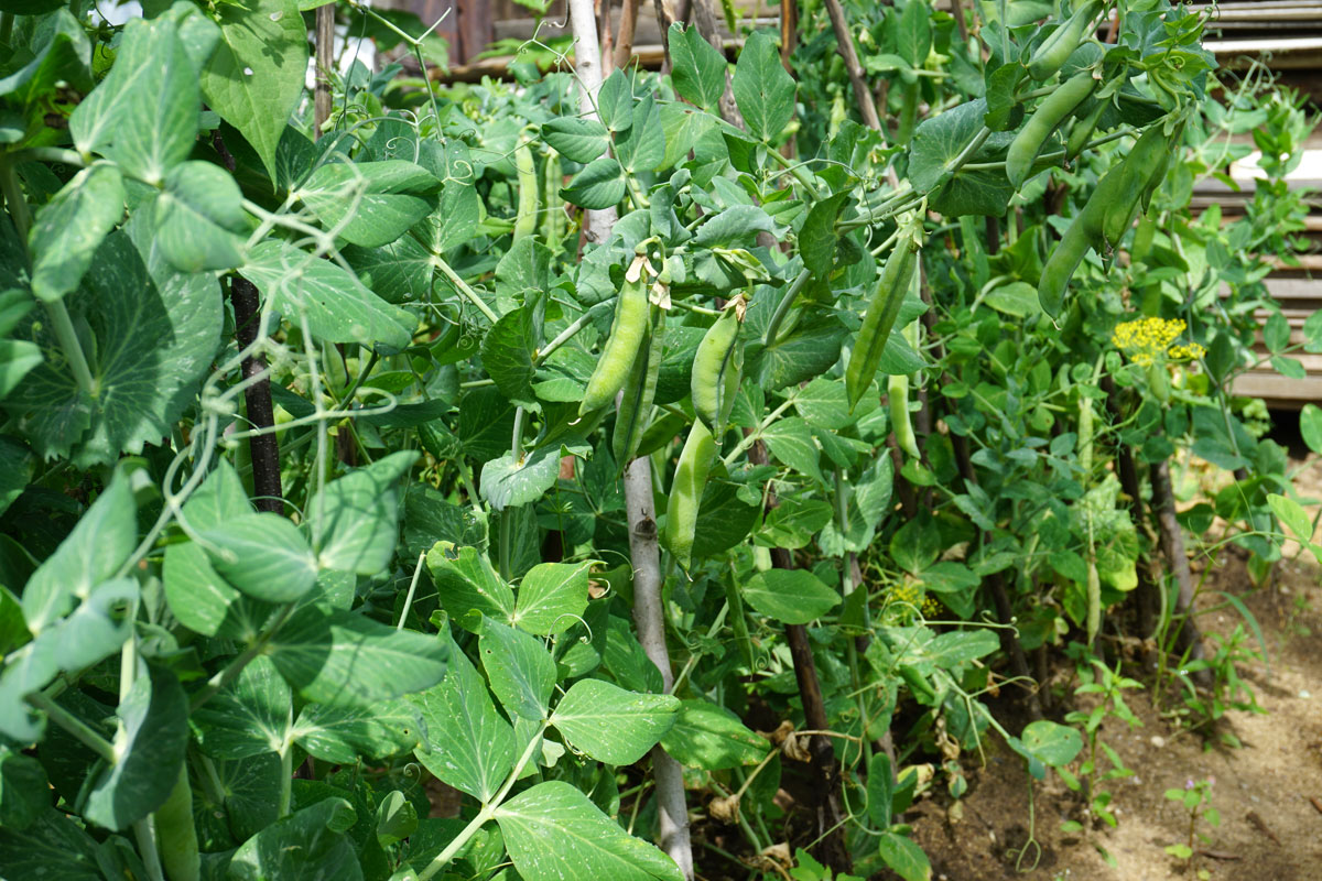 Горох посевной (лат. Pisum sativum)